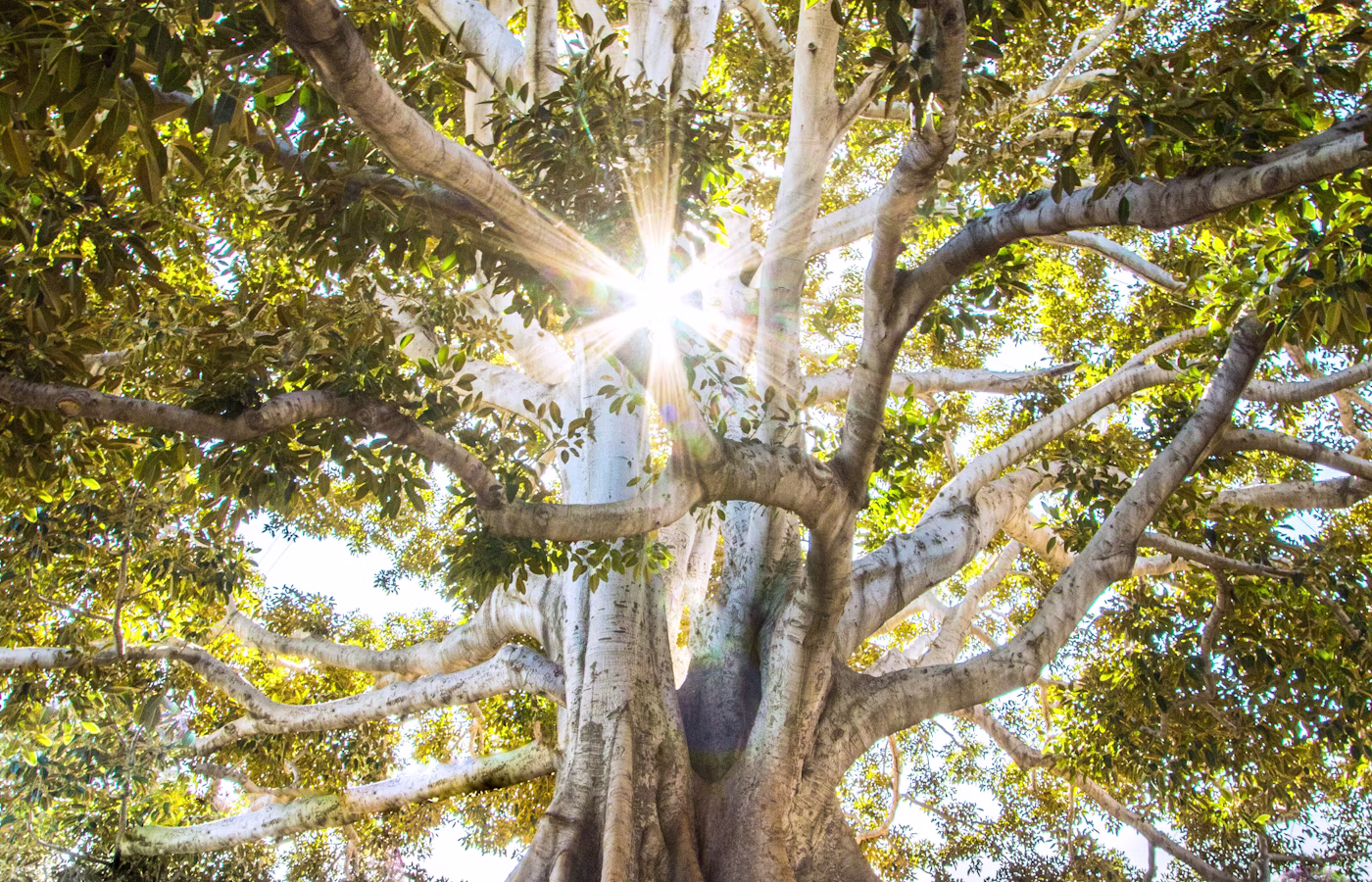 Ясность для предпринимателя